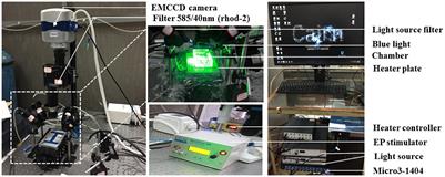 A Protocol for Dual Calcium-Voltage Optical Mapping in Murine Sinoatrial Preparation With Optogenetic Pacing